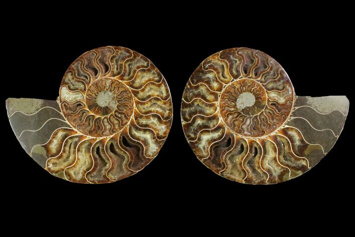 Agatized Ammonite Fossil - Agatized #144111